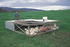 Salatin developed a pastured chicken meat production using " chicken 