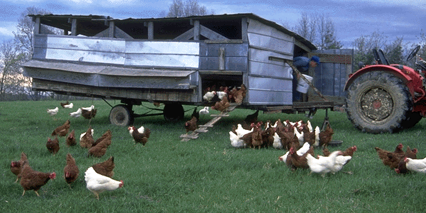 Joel Salatin's EggMobile